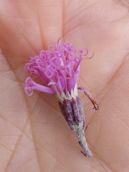 Pflanzenbild gross Filziger Alpendost - Adenostyles leucophylla
