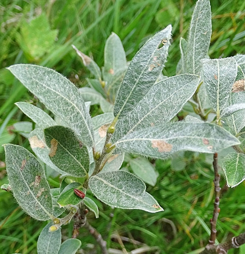 Pflanzenbild gross Seidenhaarige Weide - Salix glaucosericea