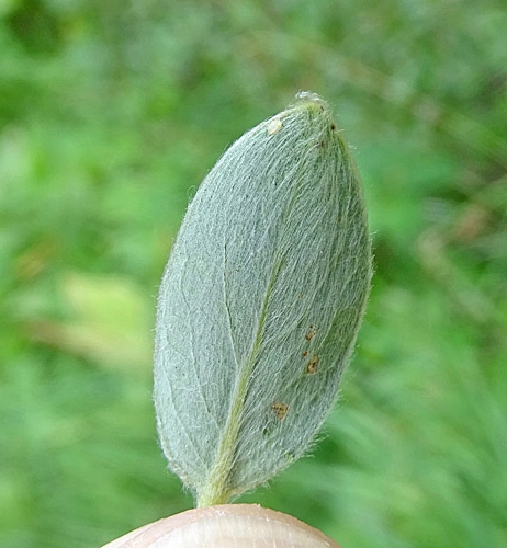 Pflanzenbild gross Seidenhaarige Weide - Salix glaucosericea
