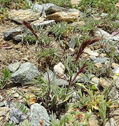Pflanzenbild gross Zweizeiliger Goldhafer - Trisetum distichophyllum