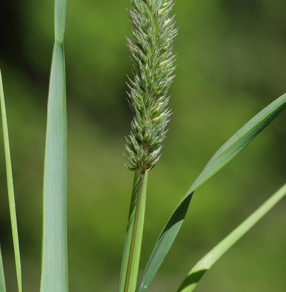 Pflanzenbild gross Behaartes Lieschgras - Phleum hirsutum
