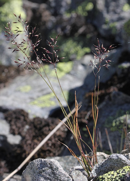 Pflanzenbild gross Alpen-Straussgras - Agrostis alpina