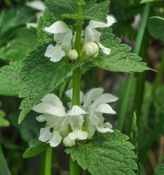 Pflanzenbild gross Weisse Taubnessel - Lamium album