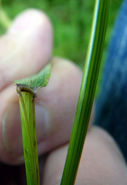 Pflanzenbild gross Hunds-Quecke - Elymus caninus