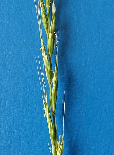 Pflanzenbild gross Hunds-Quecke - Elymus caninus
