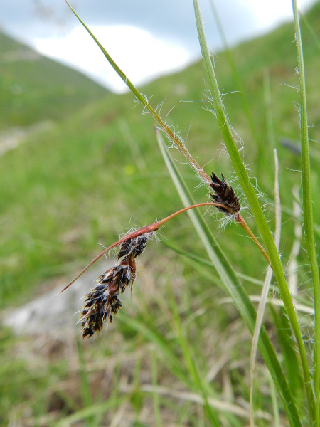 Pflanzenbild gross Ährige Hainsimse - Luzula spicata