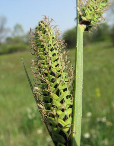 Pflanzenbild gross Steife Segge - Carex elata
