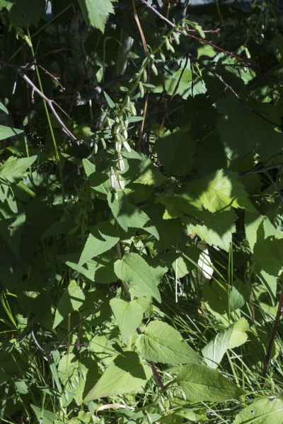 Pflanzenbild gross Acker-Glockenblume - Campanula rapunculoides