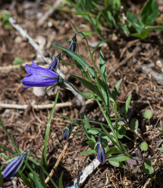 Pflanzenbild gross Scheuchzers Glockenblume - Campanula scheuchzeri