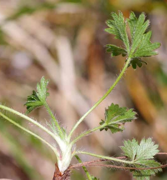 Pflanzenbild gross Frühlings-Fingerkraut - Potentilla verna