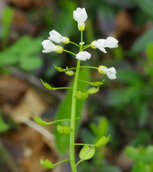 Pflanzenbild gross Berg-Täschelkraut - Thlaspi montanum