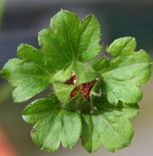 Pflanzenbild gross Scheinerdbeere - Duchesnea indica