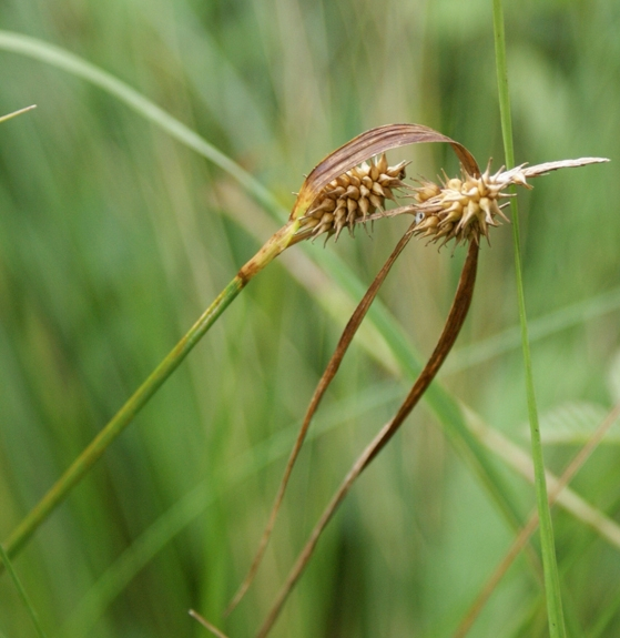 Pflanzenbild gross Gewöhnliche Gelbe Segge - Carex flava