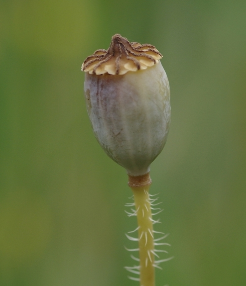 Pflanzenbild gross Klatsch-Mohn - Papaver rhoeas
