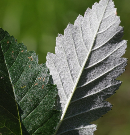 Pflanzenbild gross Berg-Mehlbeerbaum - Sorbus mougeotii