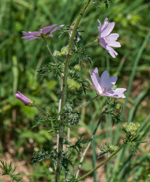 Pflanzenbild gross Bisam-Malve - Malva moschata