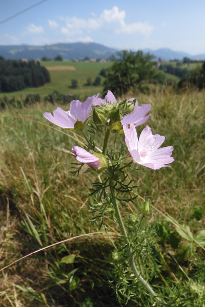 Pflanzenbild gross Bisam-Malve - Malva moschata