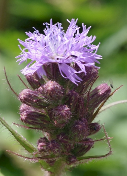 Pflanzenbild gross Alpen-Milchlattich - Cicerbita alpina