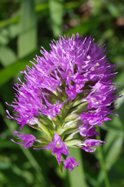 Pflanzenbild gross Kugelorchis - Traunsteinera globosa