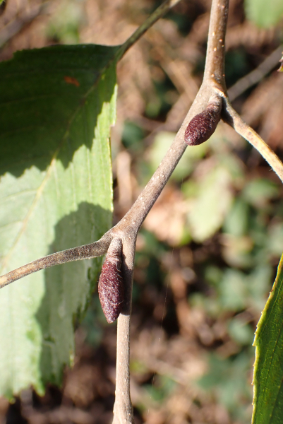 Pflanzenbild gross Grau-Erle - Alnus incana