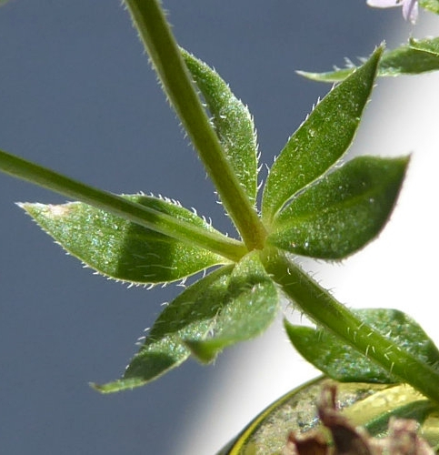 Pflanzenbild gross Ackerröte - Sherardia arvensis