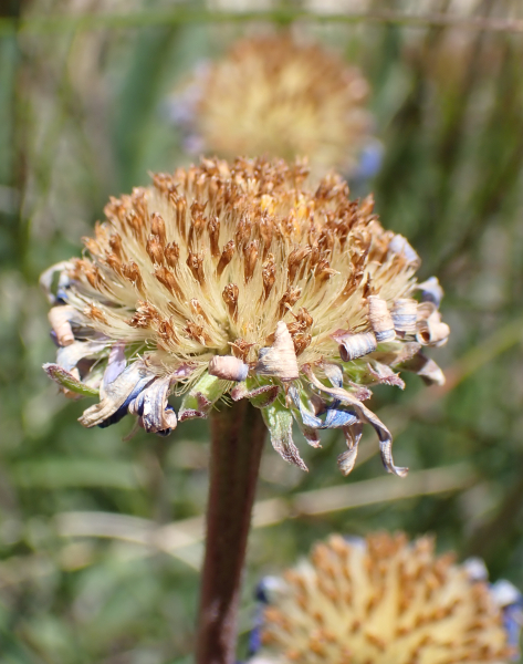 Pflanzenbild gross Alpen-Aster - Aster alpinus