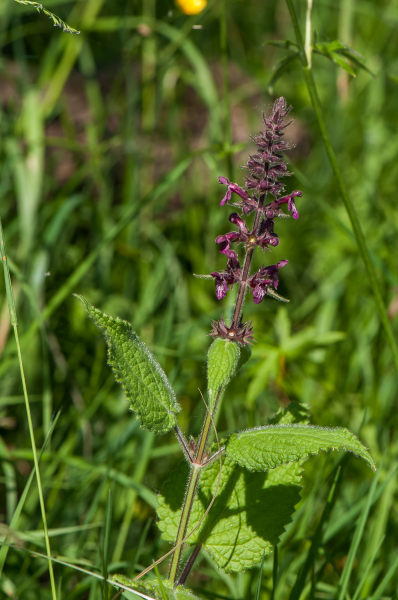 Pflanzenbild gross Wald-Ziest - Stachys sylvatica