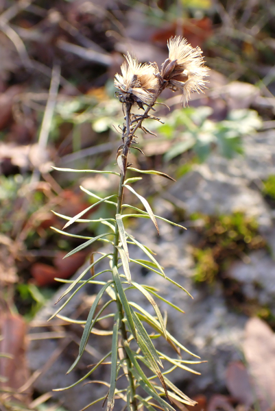 Pflanzenbild gross Gold-Aster - Aster linosyris