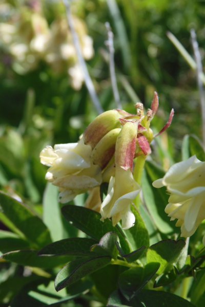 Pflanzenbild gross Gletscherlinse - Astragalus frigidus