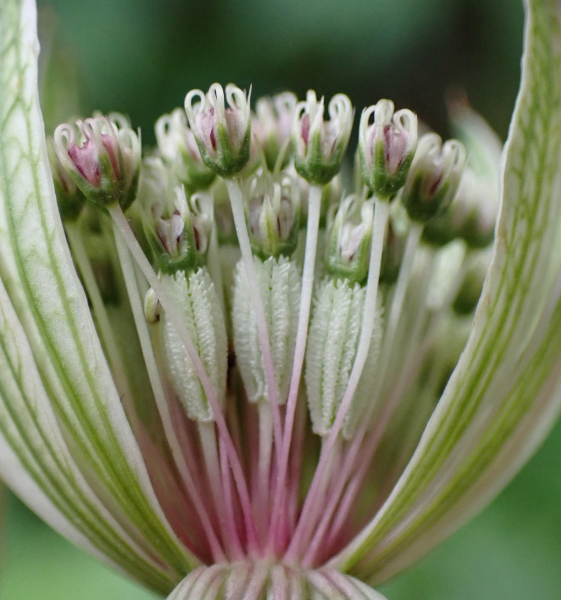 Pflanzenbild gross Grosse Sterndolde - Astrantia major