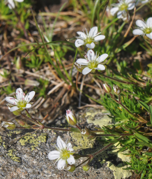 Pflanzenbild gross Frühlings-Miere - Minuartia verna