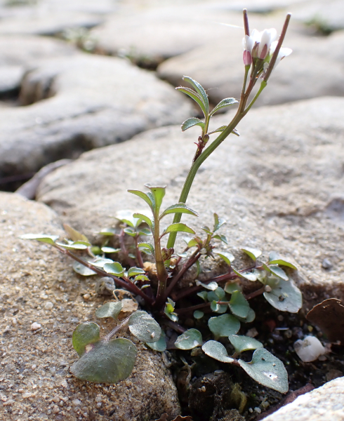 Pflanzenbild gross Vielstängeliges Schaumkraut - Cardamine hirsuta
