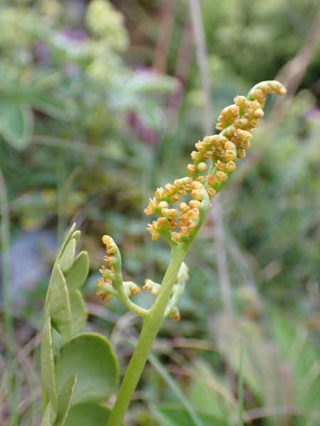 Pflanzenbild gross Echte Mondraute - Botrychium lunaria