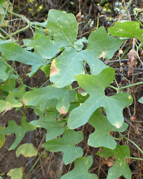 Pflanzenbild gross Zweihäusige Zaunrübe - Bryonia dioica