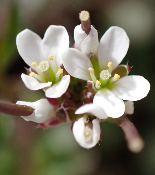 Pflanzenbild gross Vielstängeliges Schaumkraut - Cardamine hirsuta