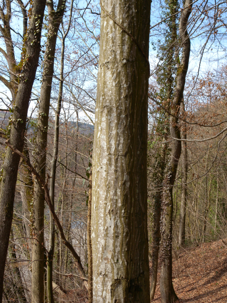 Pflanzenbild gross Hagebuche - Carpinus betulus