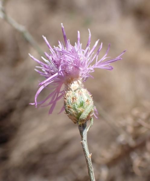 Pflanzenbild gross Walliser Flockenblume - Centaurea valesiaca