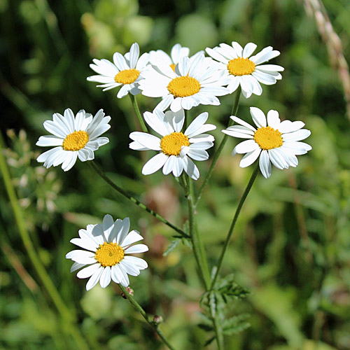 Pflanzenbild gross Straussblütige Margerite - Tanacetum corymbosum