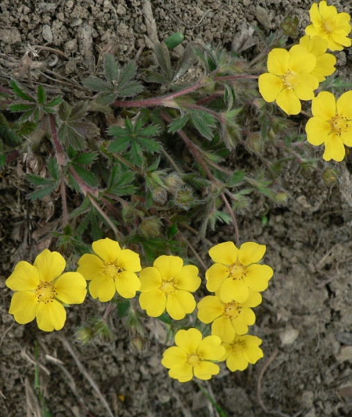 Pflanzenbild gross Siebenblättriges Fingerkraut - Potentilla heptaphylla
