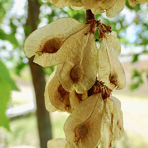 Pflanzenbild gross Feld-Ulme - Ulmus minor