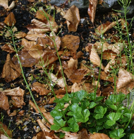 Pflanzenbild gross Dreiblättriges Schaumkraut - Cardamine trifolia