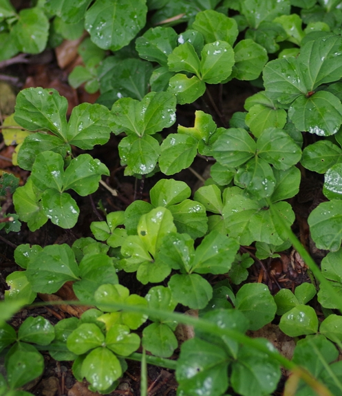 Pflanzenbild gross Dreiblättriges Schaumkraut - Cardamine trifolia