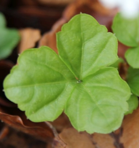 Pflanzenbild gross Dreiblättriges Schaumkraut - Cardamine trifolia
