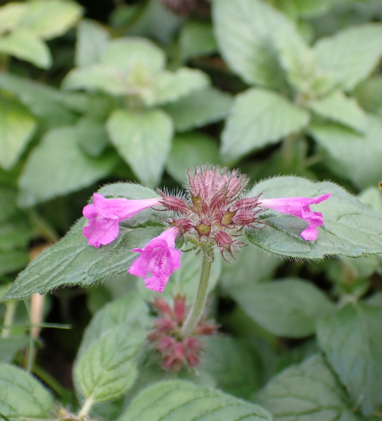 Pflanzenbild gross Wirbeldost - Clinopodium vulgare