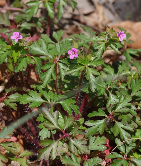 Pflanzenbild gross Purpur-Storchschnabel - Geranium robertianum subsp. purpureum
