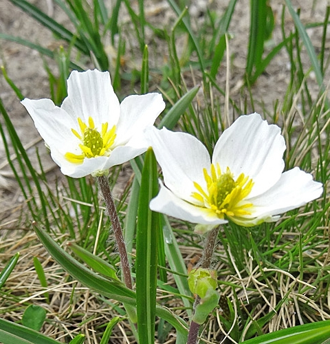 Pflanzenbild gross Wegerich-Hahnenfuss - Ranunculus kuepferi