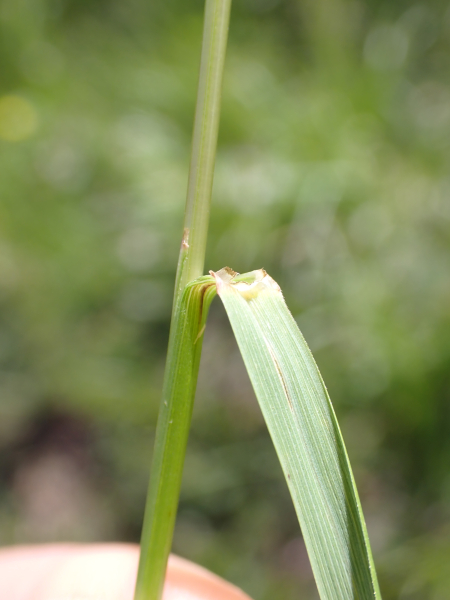 Pflanzenbild gross Schöner Schwingel - Festuca pulchella