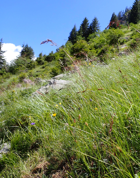 Pflanzenbild gross Schöner Schwingel - Festuca pulchella