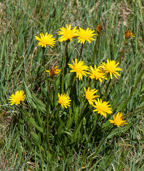 Pflanzenbild gross Kleine Schwarzwurzel - Scorzonera humilis