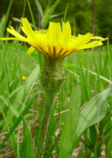 Pflanzenbild gross Kleine Schwarzwurzel - Scorzonera humilis